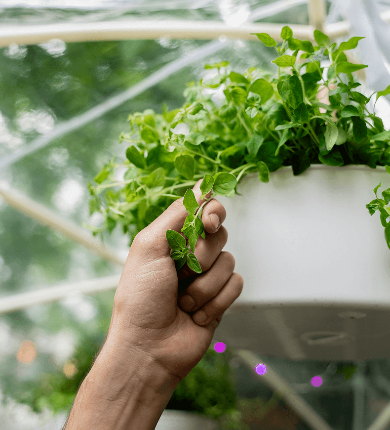 ruka u&nbsp;květináče s&nbsp;bylinkami