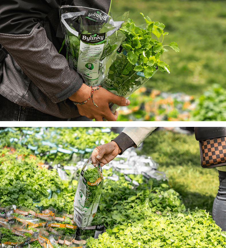 koláž lidí, jak si odnášejí bylinky